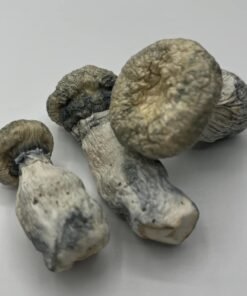 Albino Penis Envy APE