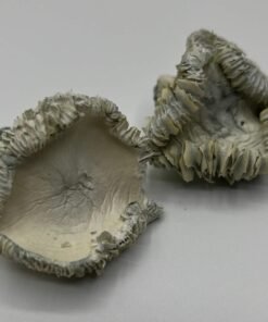 Albino Hualta Mushrooms