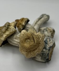 Avalance Mushrooms