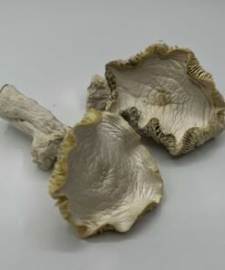Blue Samui Mushrooms