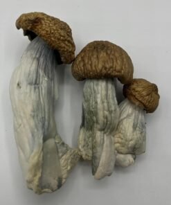 DC Mac Mushrooms