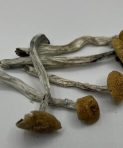 Ecuadorian Mushrooms
