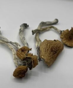 Golden Hawk Mushrooms