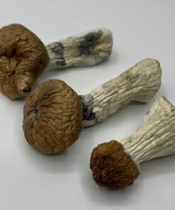 Hillbilly Mushrooms