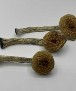 Menace Mushrooms