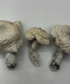 Phobos Mushrooms