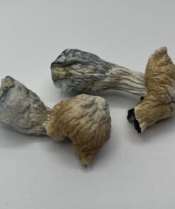 Toque Mushrooms