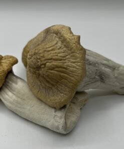 Treasure Coast Mushrooms