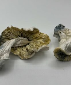 White Lotus Mushrooms