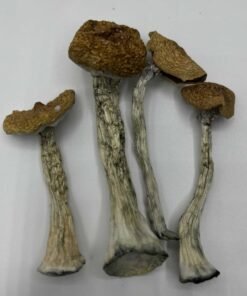 Z Mushrooms
