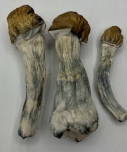 Melmac Mushrooms