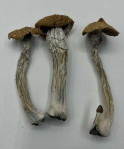 Texas Wild Mushrooms